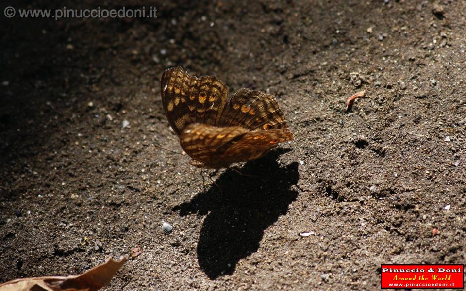 Ethiopia - 213 - Butterfly.jpg